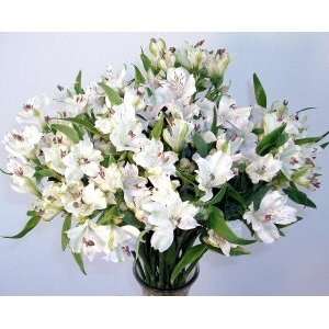    White Peruvian Lilies Fresh Flowers Bouquet